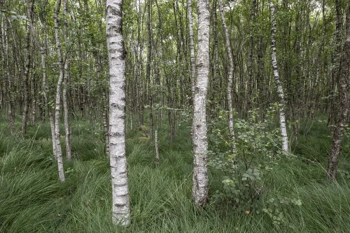 Framed Print : Birch quarry forest (Betula pendula)