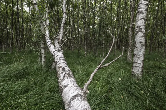 Framed Print : Birch quarry forest (Betula pendula)
