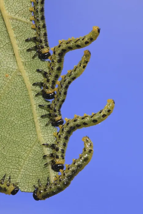 Framed Print : Birch Sawfly (Croesus septentrionalis) larvae