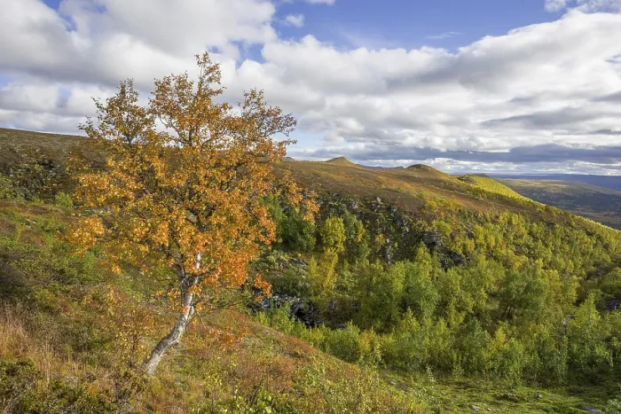 Framed Print : Birch tree in autumn colors, Vindelfjaellen