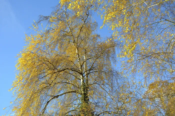 Framed Print : Birch tree in autumn colour