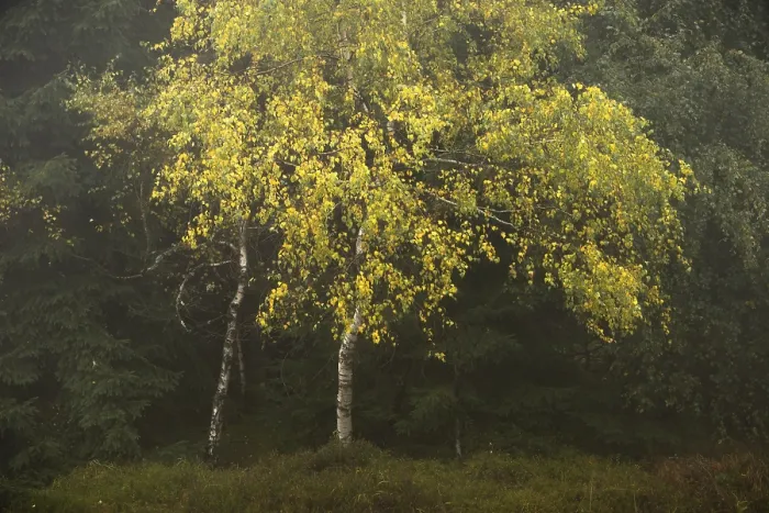 Framed Print : A birch tree (Betula pubescens) with vibrant yellow leaves in a misty