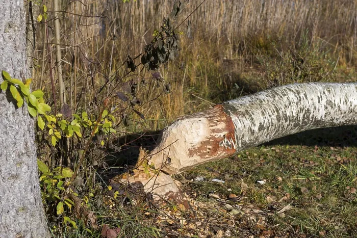 Framed Print : A birch tree felled by a beaver lies in an autumn forest Framed Print : A birch tree felled by a beaver lies in an autumn forest