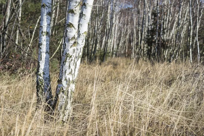 Framed Print : Birch tree forest in burgenland Austria