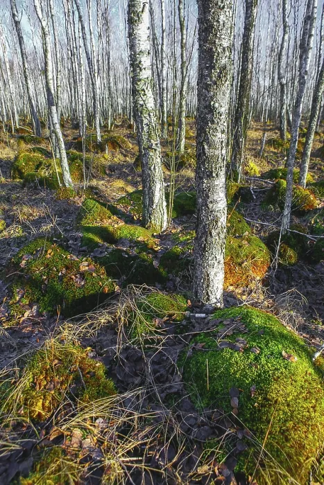 Framed Print : Birch tree forest on a Swamp in a sunny spring day Framed Print : Birch tree forest on a Swamp in a sunny spring day