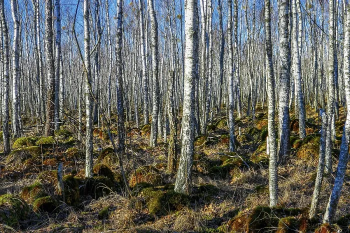 Framed Print : Birch tree forest on a Swamp in a sunny spring day Framed Print : Birch tree forest on a Swamp in a sunny spring day