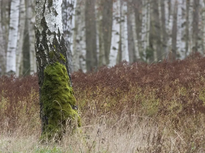 Framed Print : A birch tree has moss on the lower trunk Framed Print : A birch tree has moss on the lower trunk