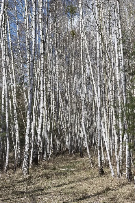 Framed Print : Birch trees (Betula), birch forest