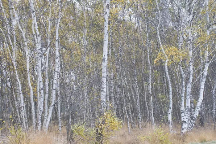 Framed Print : Birch trees (Betula pendula) in the fall