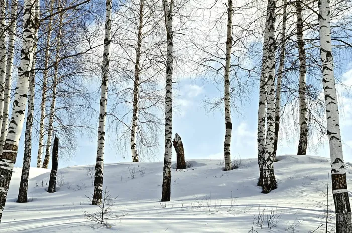 Framed Print : Birch trees in a forest against the background of snow