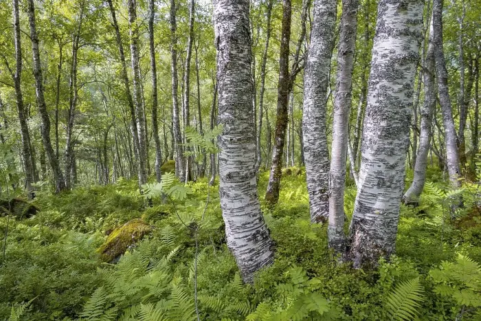 Framed Print : Birch trees in the forest, Innerdalen