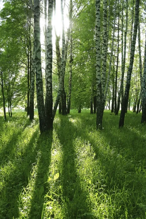 Framed Print : Birch trees with long shadows in summer forest