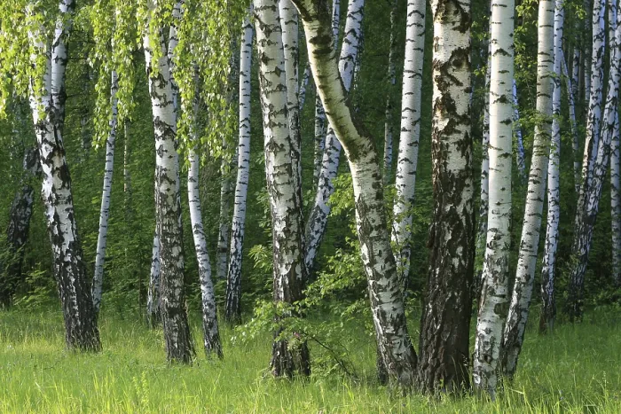 Framed Print : Birch trees in a summer forest