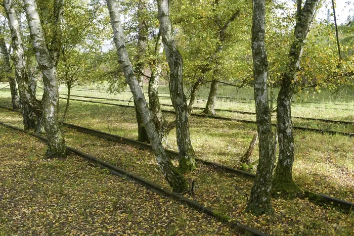 Framed Print : Birch trees, track road, Schoeneberger Suedgelaende nature Park