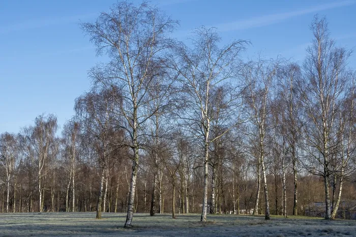 Framed Print : Birch trees in winter in sunlight with meadow Framed Print : Birch trees in winter in sunlight with meadow