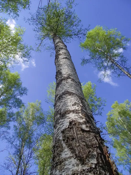 Framed Print : Birch trunk, view of the tree from the bottom up