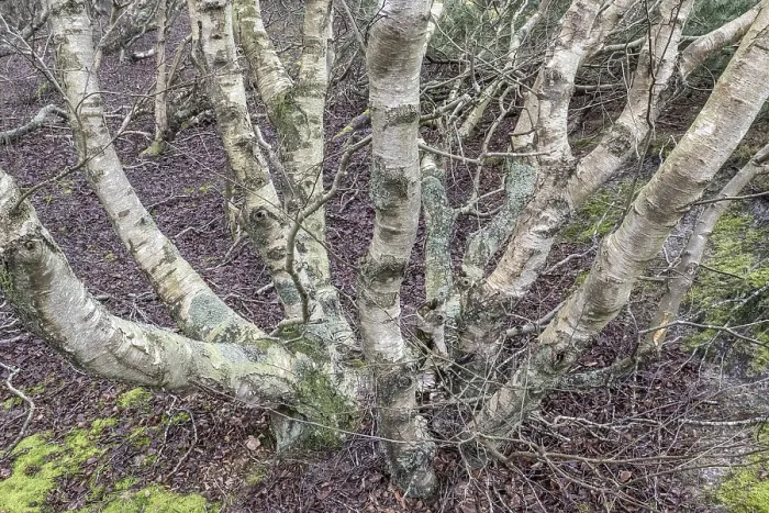 Framed Print : Birch trunks (Betula pendula), Amrum Framed Print : Birch trunks (Betula pendula), Amrum