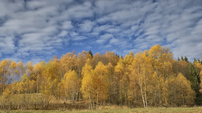 Framed Print : Birches (Betula) in autumn, sumava National Park