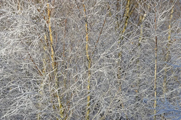 Framed Print : Birches (Betula), branches and twigs with hoarfrost Framed Print : Birches (Betula), branches and twigs with hoarfrost