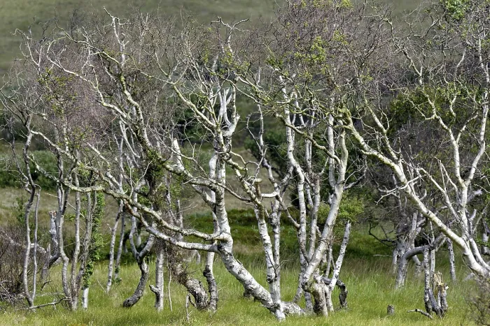 Framed Print : Birches (Betula), forest with bizarrely grown trees