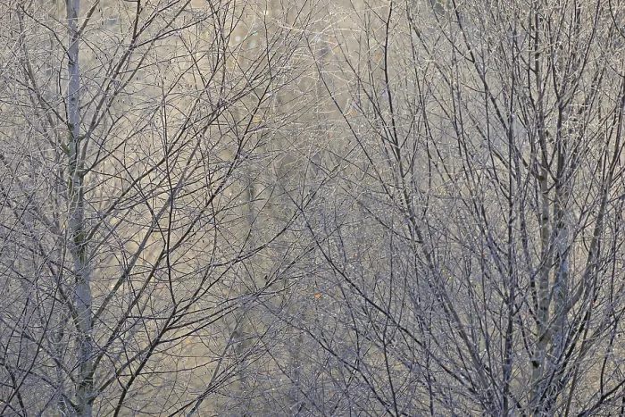 Framed Print : Birches (Betula), ice crystals shine in rainbow colours on branches and twigs Framed Print : Birches (Betula), ice crystals shine in rainbow colours on branches and twigs