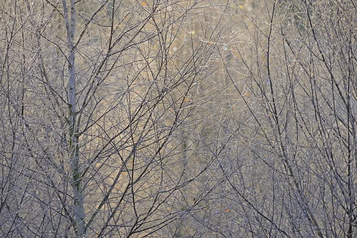 Framed Print : Birches (Betula), ice crystals shine in rainbow colours on branches and twigs Framed Print : Birches (Betula), ice crystals shine in rainbow colours on branches and twigs