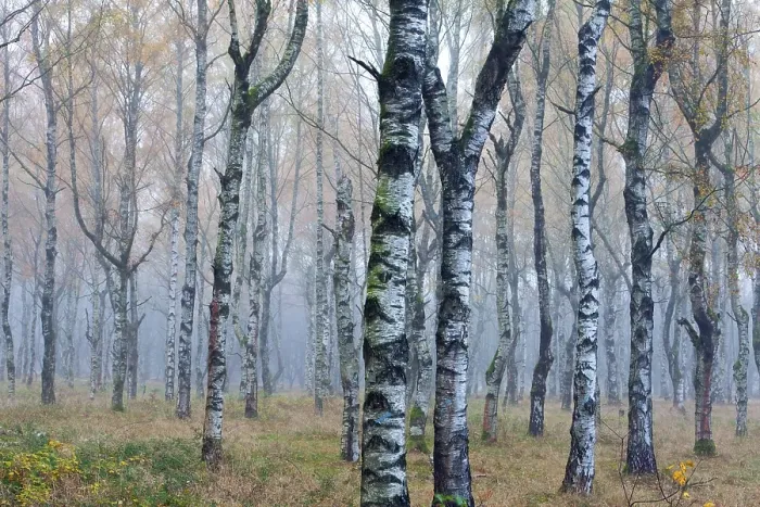 Framed Print : Birches, birch forest, Hesse, Germany, Europe Framed Print : Birches, birch forest, Hesse, Germany, Europe