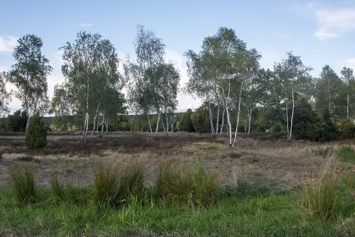 Framed Print : Birches, Birch Grove, Lueneburg Heath