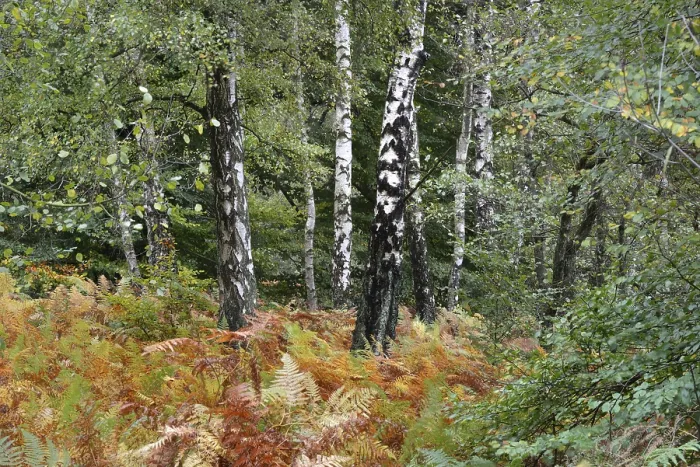 Framed Print : Birches and Bracken, Betula spec (Pteridium aquilinum)