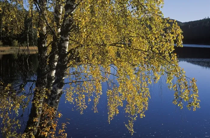 Framed Print : Birches at lake in Norway Framed Print : Birches at lake in Norway