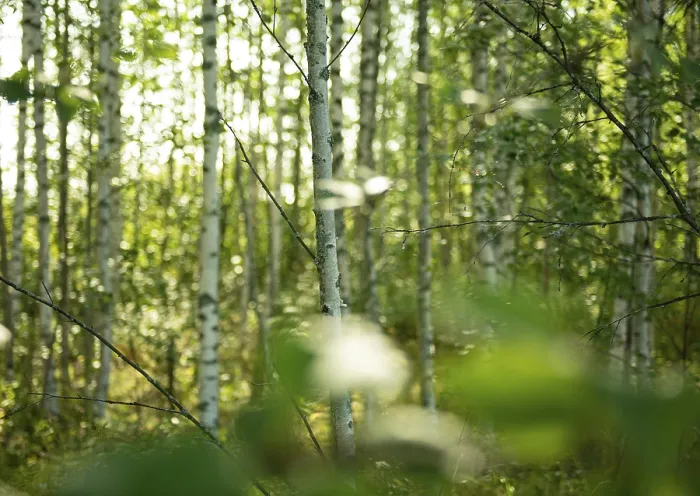 Framed Print : Birches in the Scandinavian Birch Forest