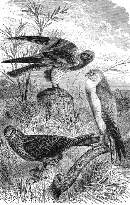 Framed Print : Bird, 1. hen harrier (Circus cyaneus) (Circus pygargus)
