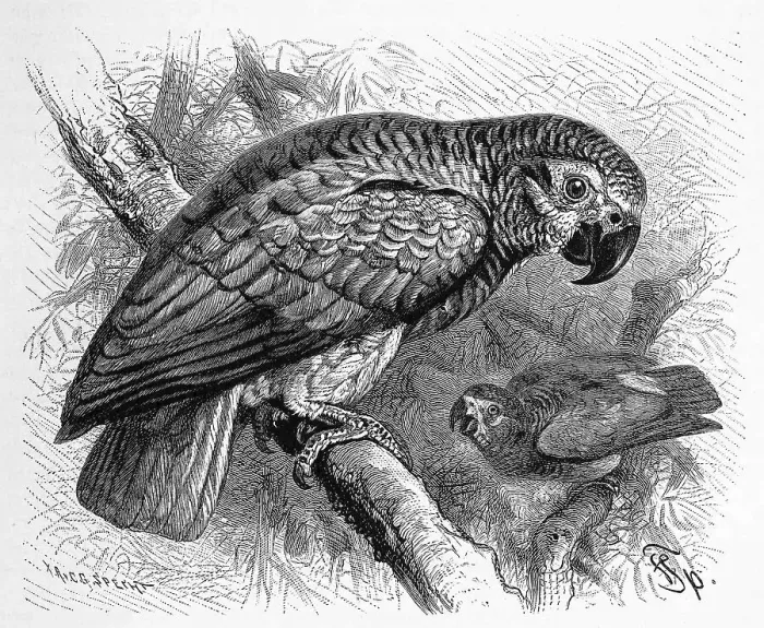 Framed Print : Bird, african grey parrot (Psittacus erithacus) Framed Print : Bird, african grey parrot (Psittacus erithacus)