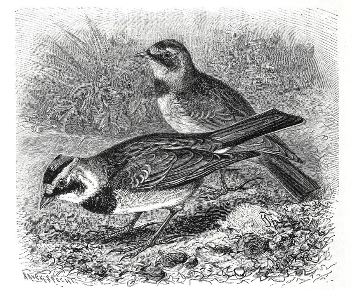 Framed Print : Bird, Alpine lark, Otocorys alpestris