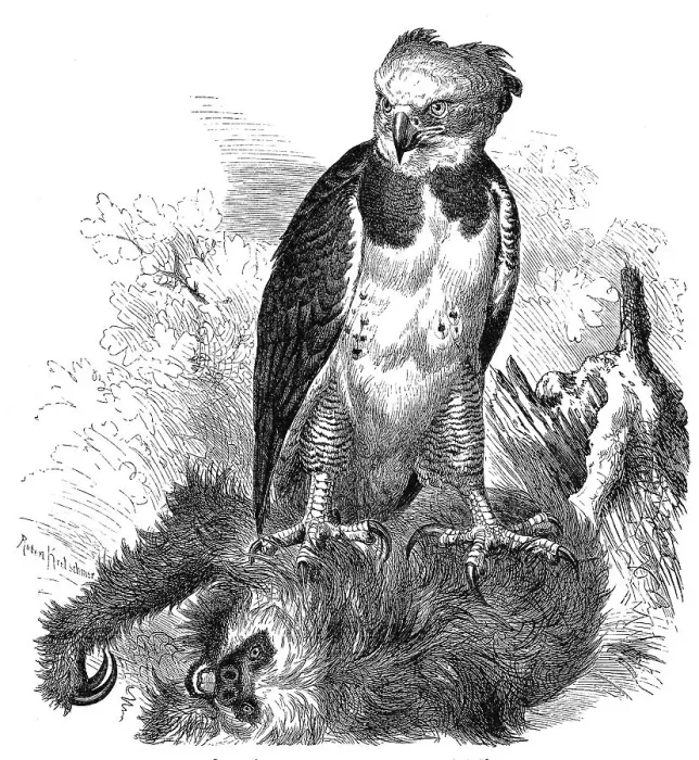 Framed Print : Bird, american harpy eagle (Harpia harpyja)