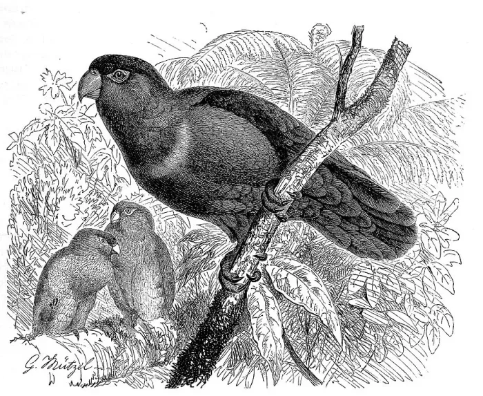 Framed Print : Bird, Archlory (Lorius domicella), syn