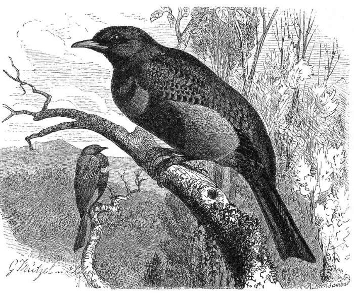 Framed Print : Bird, banded cotinga (Cotinga maculata) Framed Print : Bird, banded cotinga (Cotinga maculata)