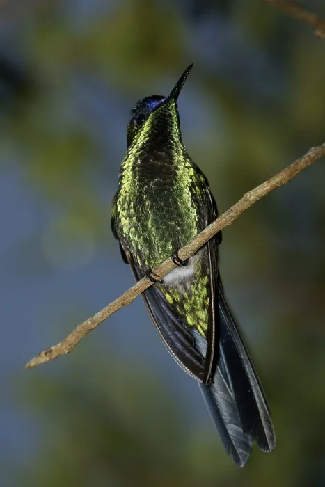 Framed Print : Bird, Beija-flor-de-fronte-violeta