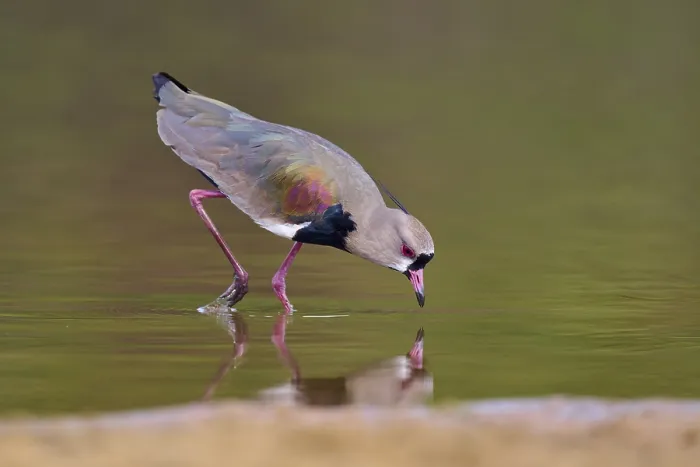 Framed Print : Bird bends down to drink, its reflection appears in the water