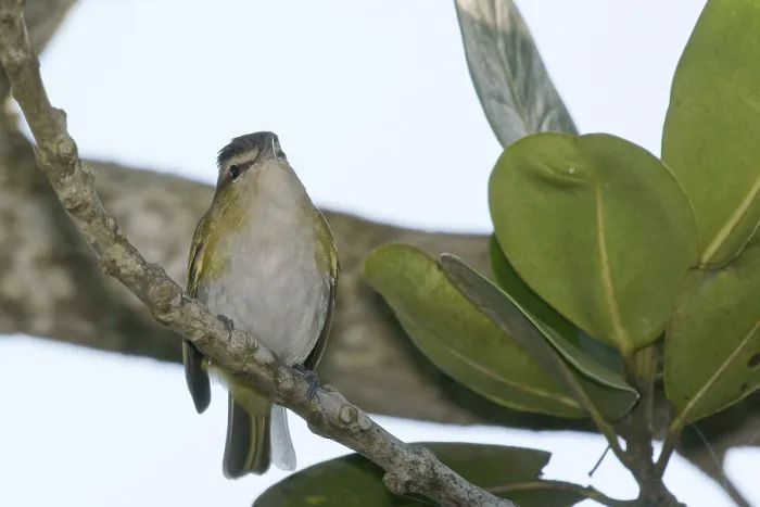 Framed Print : Bird, bird, Vireo-olivaceus, Guaruja