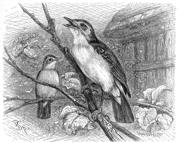 Framed Print : Bird, Birds, Garden Warbler, Hypolais philomela Framed Print : Bird, Birds, Garden Warbler, Hypolais philomela