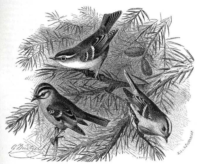Framed Print : Bird, Birds, Golden-crowned kinglet (Regulus ignicapillus) (Phylloscopus)