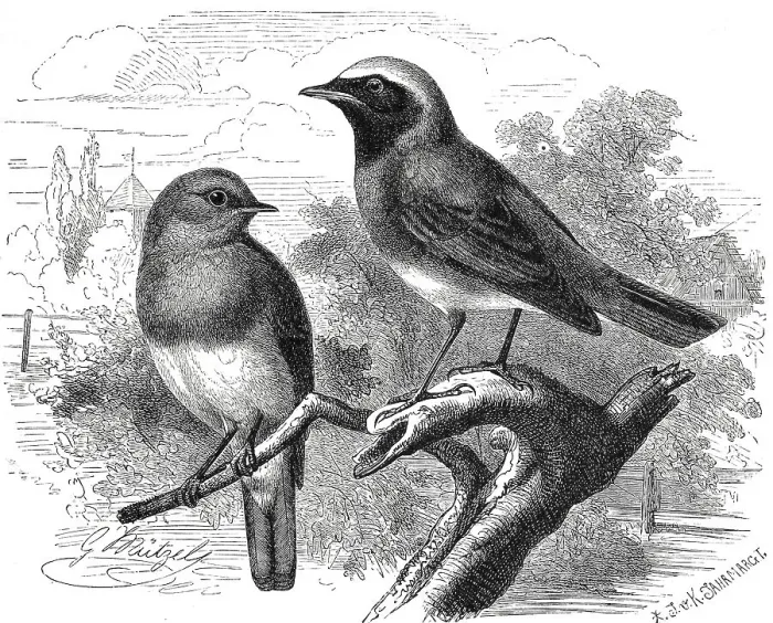 Framed Print : Bird, Birds, Robin, Erithacus rubeculus and Redstart (phoenicurus) Framed Print : Bird, Birds, Robin, Erithacus rubeculus and Redstart (phoenicurus)