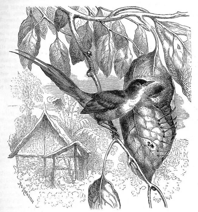Framed Print : Bird, Birds, Tailor Bird, Orthotomus bennettii Framed Print : Bird, Birds, Tailor Bird, Orthotomus bennettii