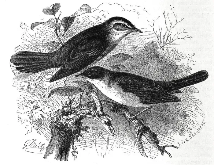 Framed Print : Bird, Birds, typical warbler (Sylvia) galactodes and Master Warbler