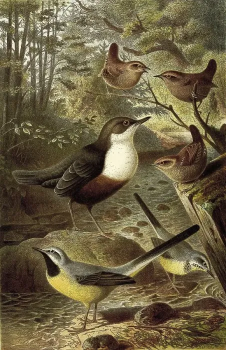 Framed Print : Bird, Birds, Waterchat or Water Starling Cinclu) aquaticus