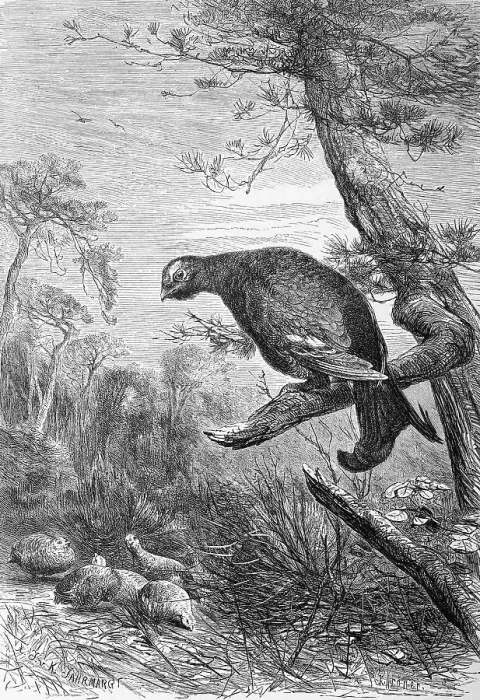 Framed Print : Bird, Black Grouse (Lyrurus tetrix) (Tetrao tetrix)