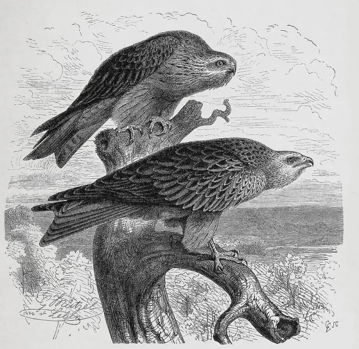 Framed Print : Bird, Black Kite (Milvus migrans) or Black Kite Framed Print : Bird, Black Kite (Milvus migrans) or Black Kite