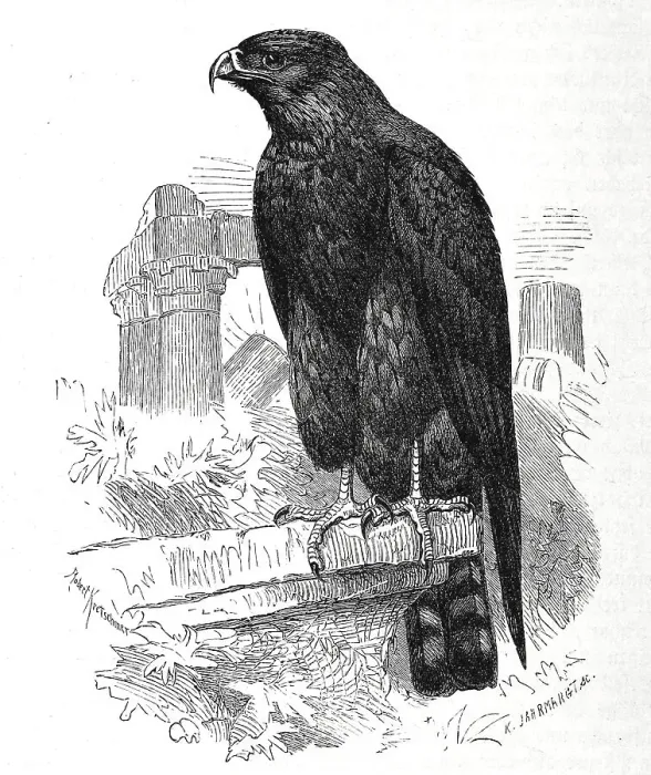 Framed Print : Bird, Black Kite (Milvus migrans) or Black Kite Framed Print : Bird, Black Kite (Milvus migrans) or Black Kite