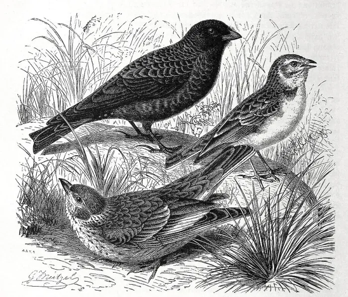 Framed Print : Bird, Black Lark, Alauda yeltoniensis Framed Print : Bird, Black Lark, Alauda yeltoniensis